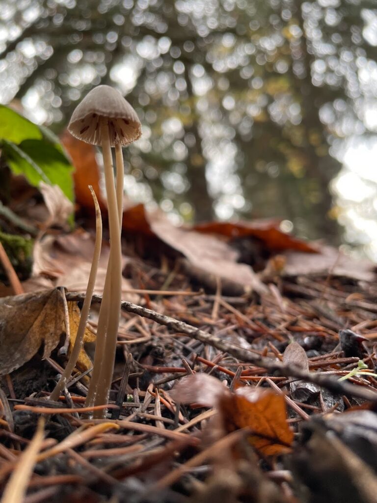 Exploring Medicinal & Therapeutic Treatments Using Psychedelics at SXSW Online