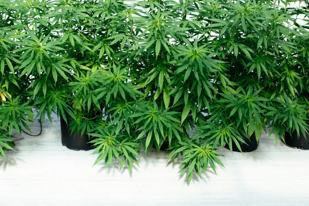 Spotlight: 5 Reasons You Should Use A Vaporizer For Cannabis