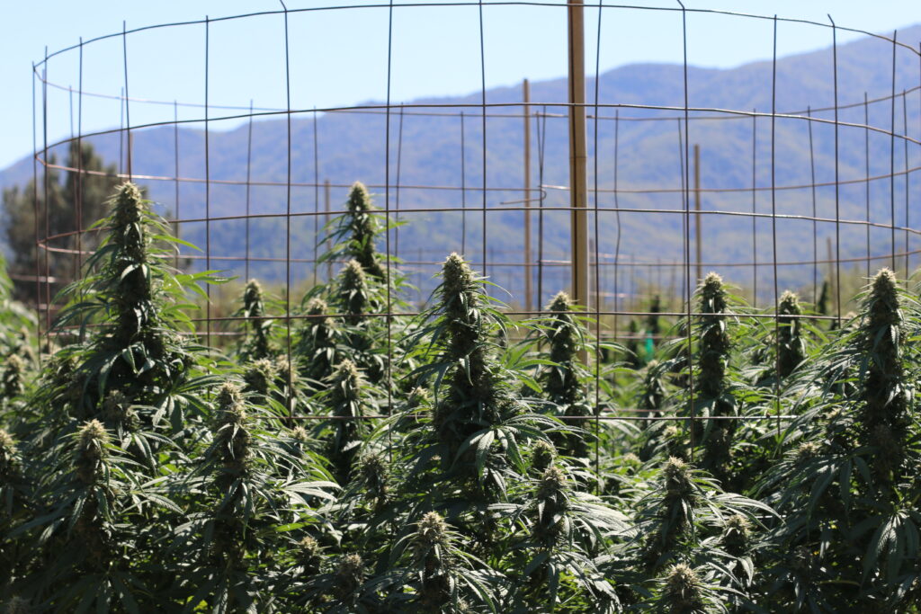 Four States Legalize Recreational Marijuana, Oregon Decriminalizes Small Amounts Of Hard Drugs