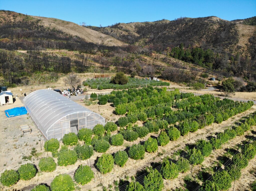 2020 Expert Cannabis Predictions: Legalization, Lifestyle, Big Business & More