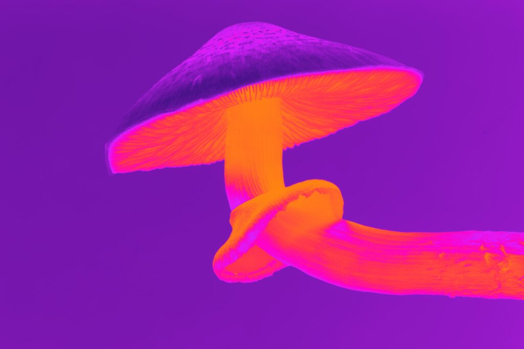 Cannabis Industry Focus: September 20th is Magic Mushroom Day
