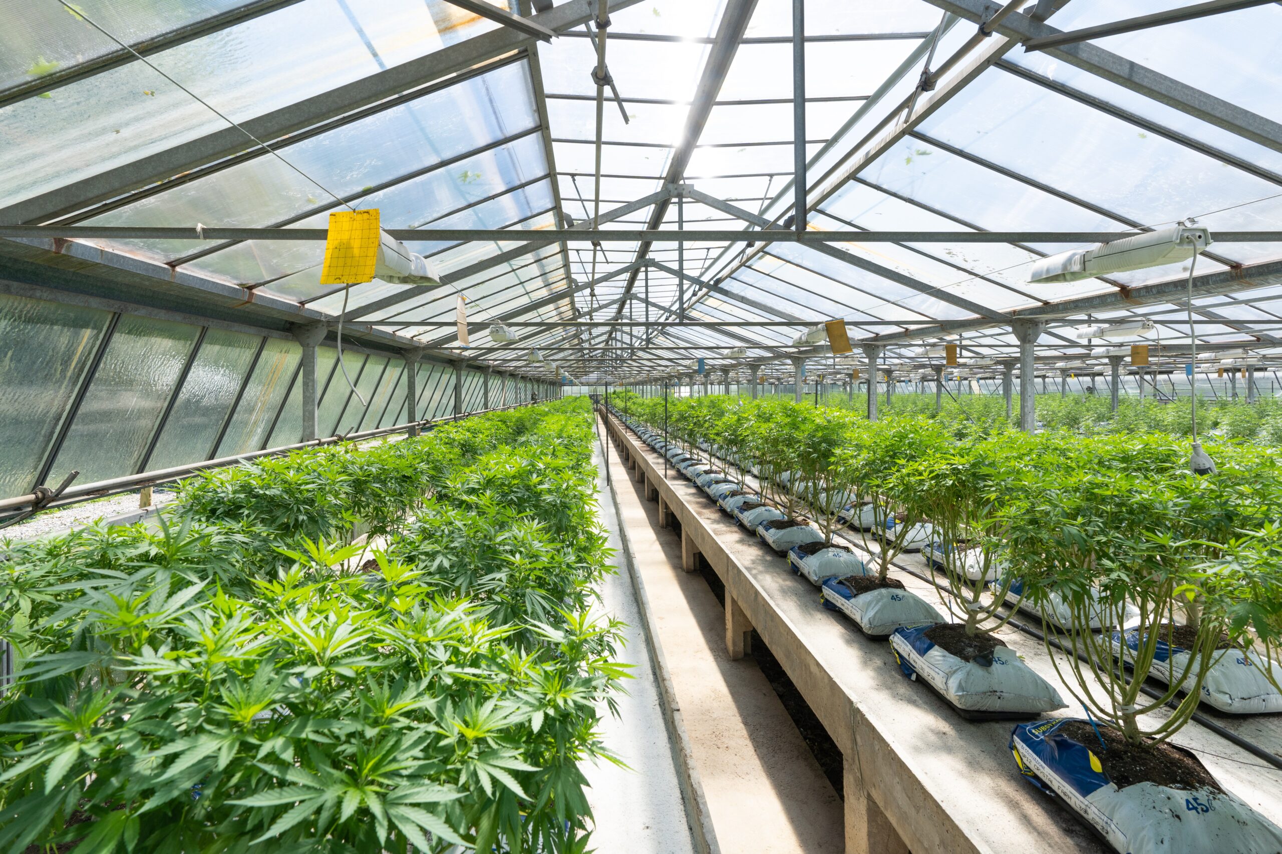 Is Cannabis a Good Investment in 2025? Market Trends to Watch