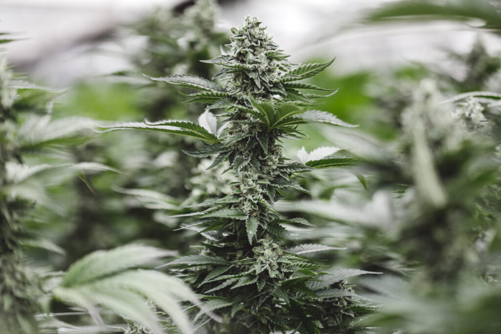 Cannabis Industry Spotlight: Best Products, Companies & Ideas Of Plant Medicine in 2020