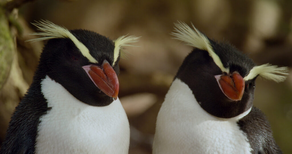 Watch Birds Fall In Love To James Blake’s “I’ll Come Too” In New Music Video