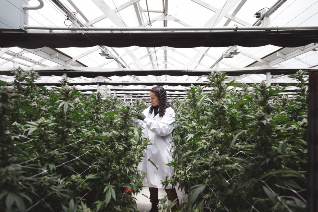 Cannabis Industry Spotlight: MD Numbers’ Marie Montmarquet is Leading By Example