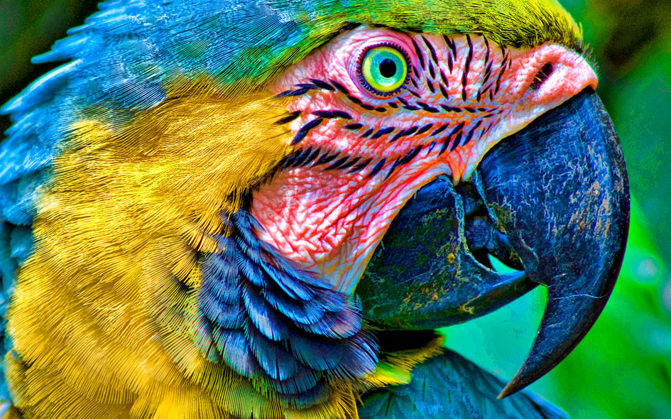 Parrots Hate EDM—Especially Prodigy and Chemical Brothers