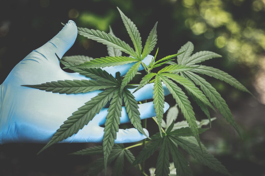 Does Weed Stop COVID? Researchers Study Impact Of Cannabis Compounds On Virus’ Ability To Infect Cells
