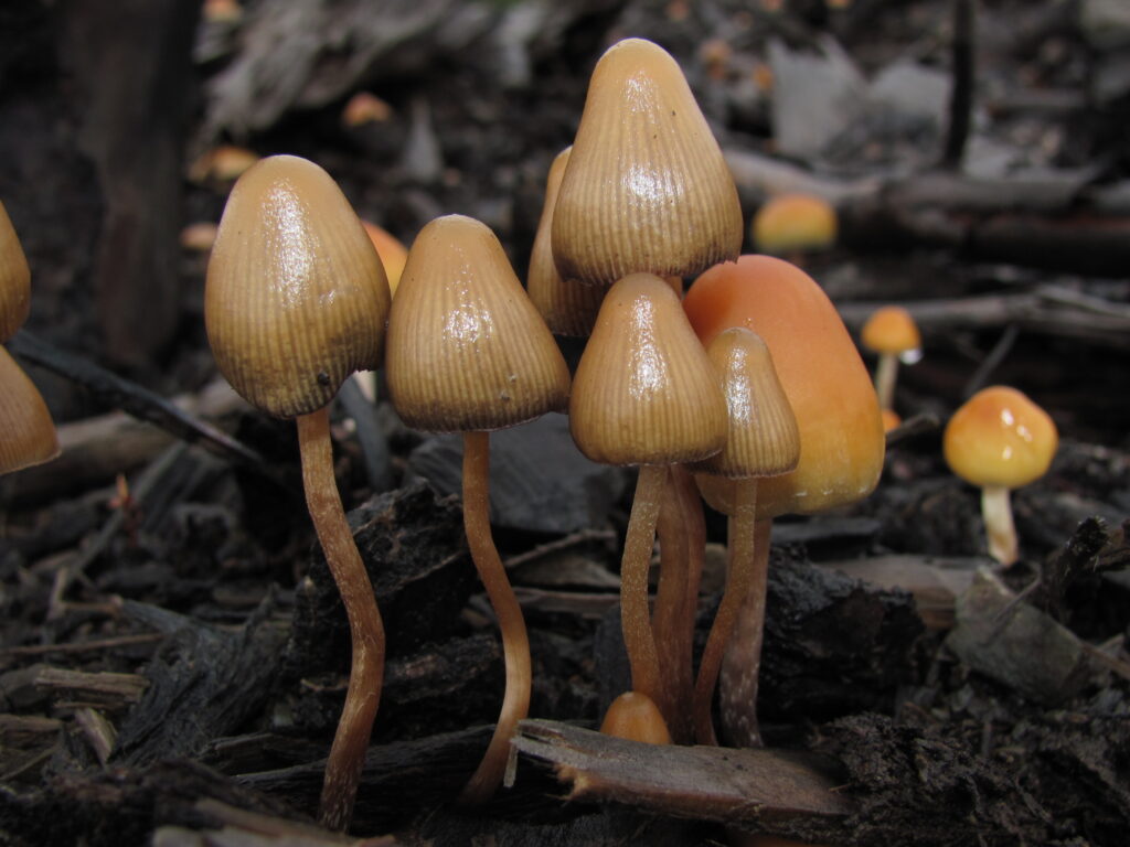 Denver Becomes First US City To Decriminalize Magic Mushrooms