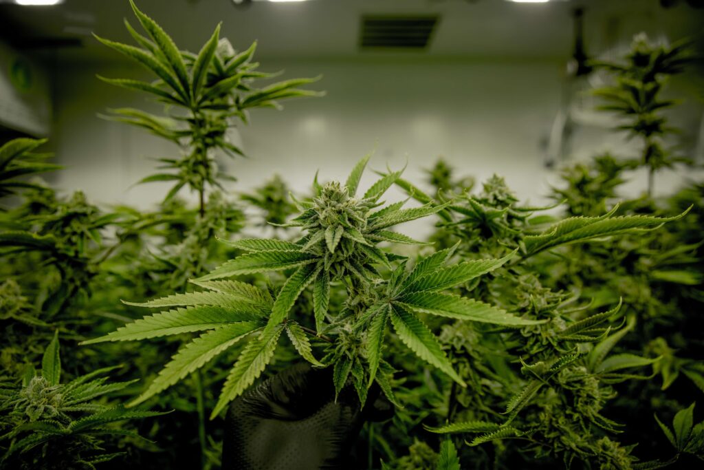 Smell Proof Bags For Weed: Here Are the Best Places To Store Your Stash Of Cannabis In 2022