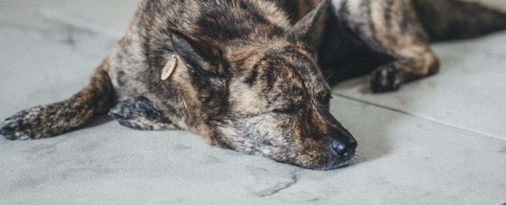 A Realistic Dog Schedule For Producers Who Work Long Hours